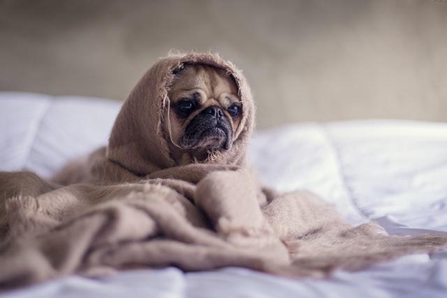 lovely-dog